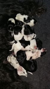 Schapendoes pups H-nest vd Roeskebeer
