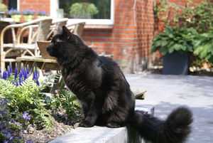 Maine Coon Binq