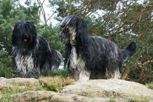 Schapendoes Wysterre-Akeem en Zanne-Yule van de Roeskebeer