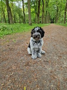 Schapendoes Marmeduke-Foofur van de Roeskebeer